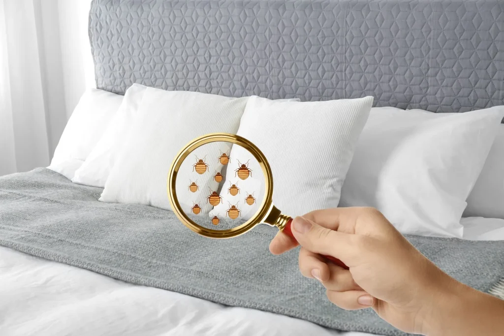 early signs of bed bugs