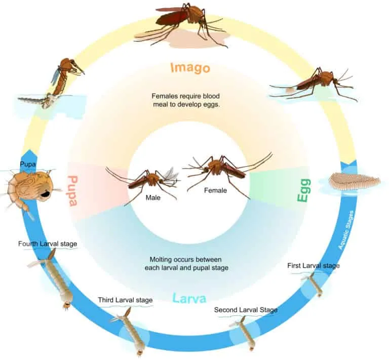 how to get rid of mosquitoes permanently