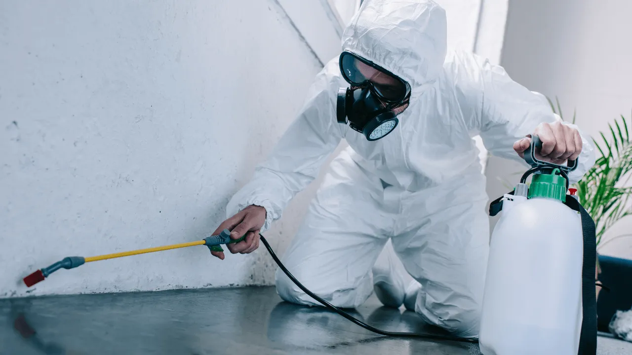 Professional Pest Control Dubai | Quick Solutions
