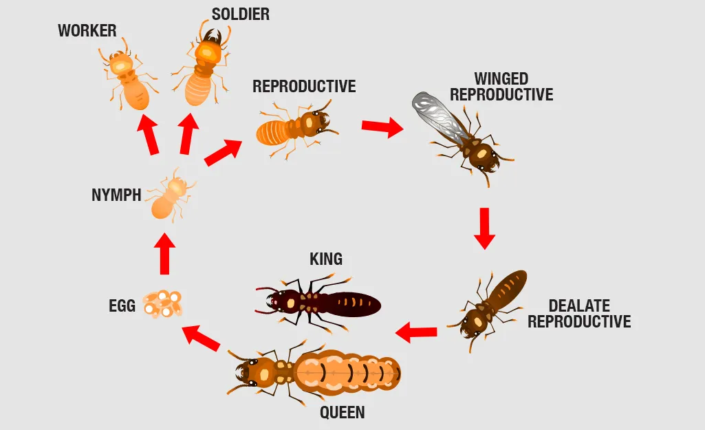 termite treatment at home
