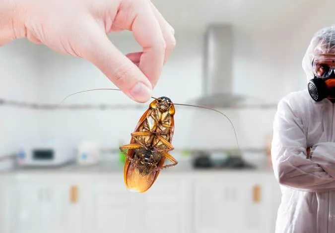 what is a natural way to kill cockroaches