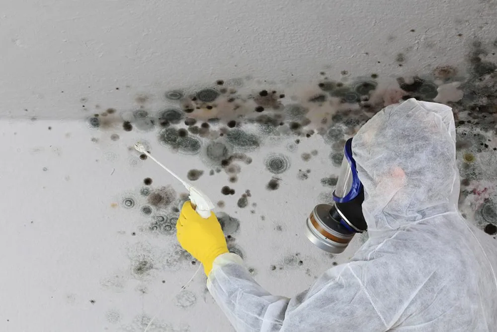 Professional mold cleaning services for a mold-free home.