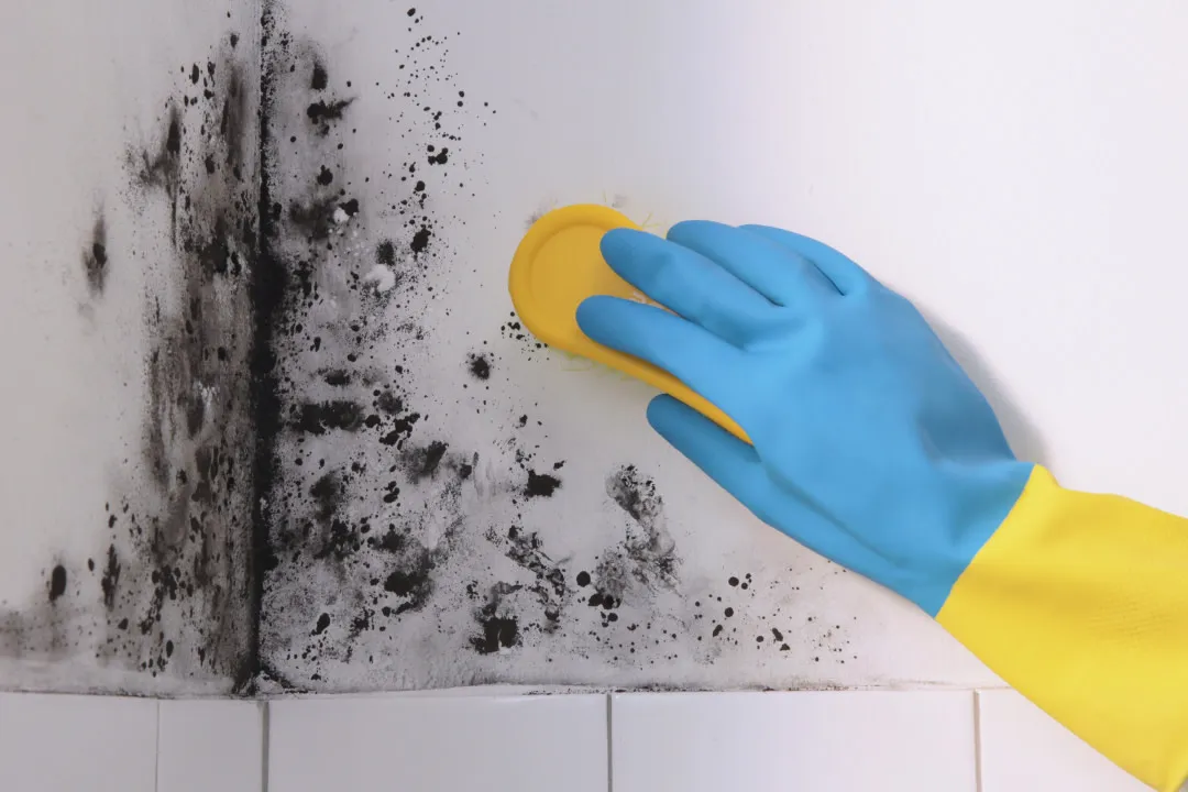 Professional mold cleaning services for a mold-free home.