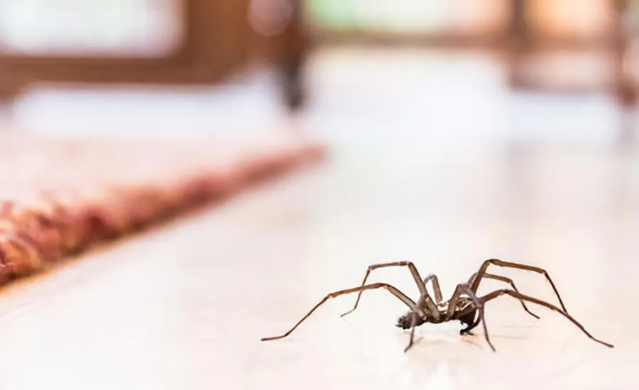 spider removal services dubai 1
