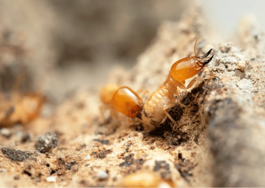 termites control dubai