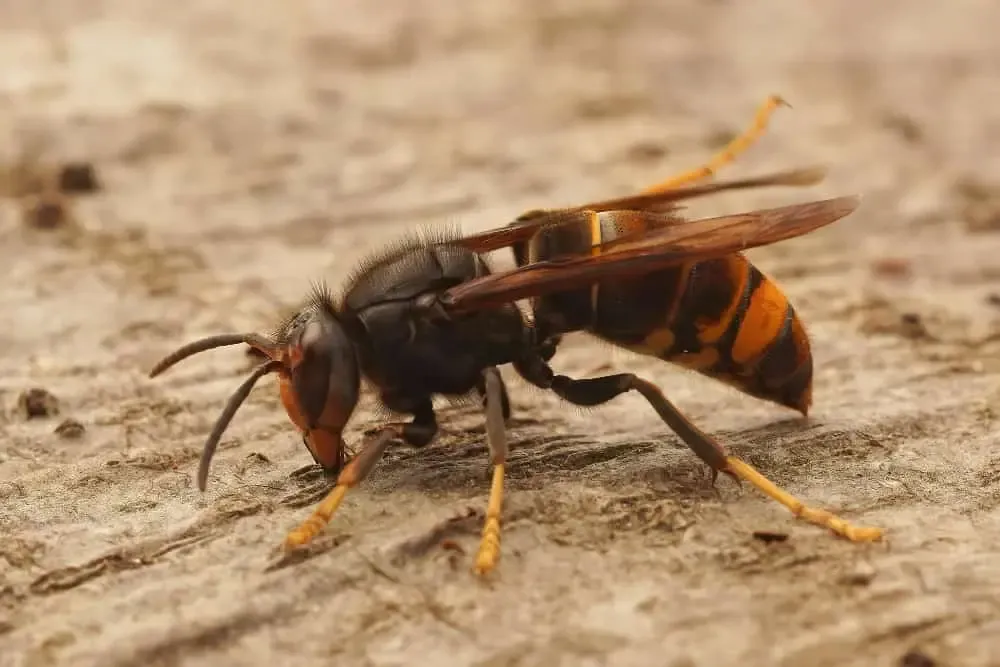 wasp & bee control dubai