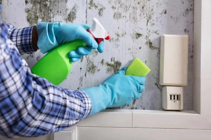 How to Clean Mold on Walls in Dubai: Expert Guide for Homeowners