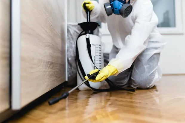 Eliminate Pests Fast with Expert Pest Control | Dubai Clean
