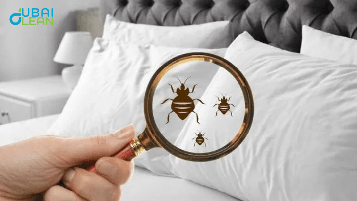 Expert Mold Removal in Dubai | Safe & Fast Service
