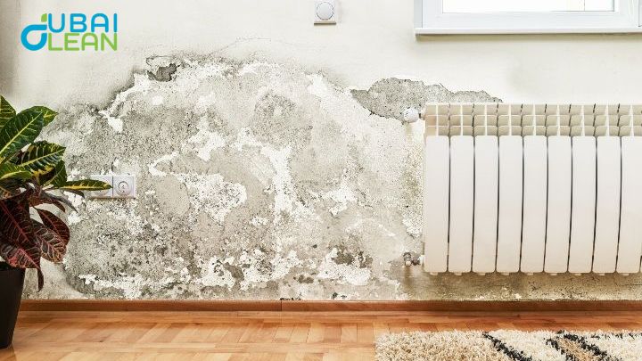 Damp Walls
