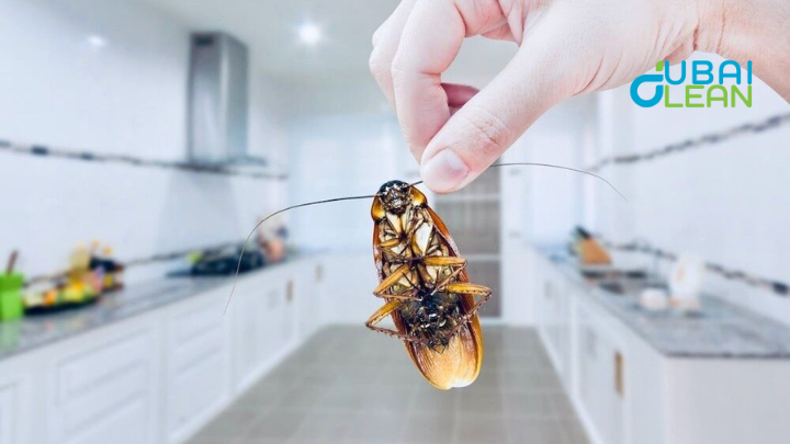 Pest Control Services