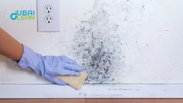 professional mold cleaning services dubai (1)