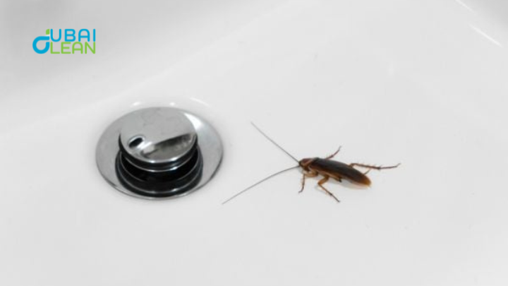 Pest Control Solutions for Cockroach Elimination