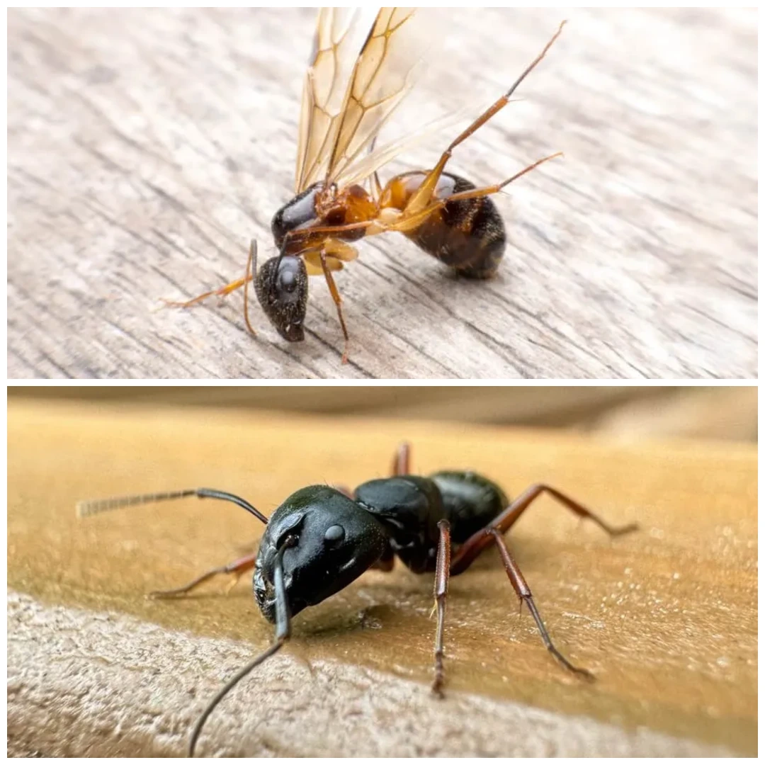 carpenter ants vs black ants