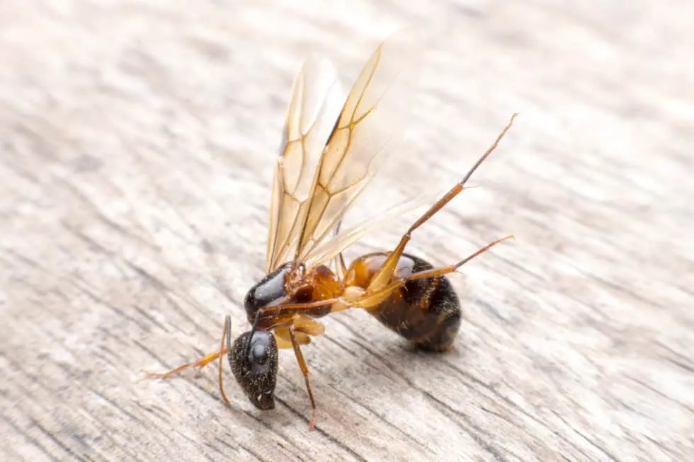 how to get rid of carpenter ants