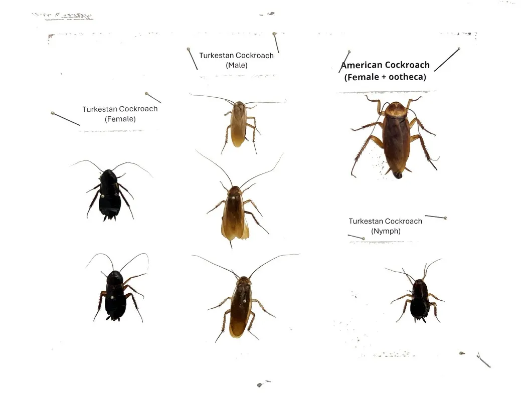 pest control services for cockroaches