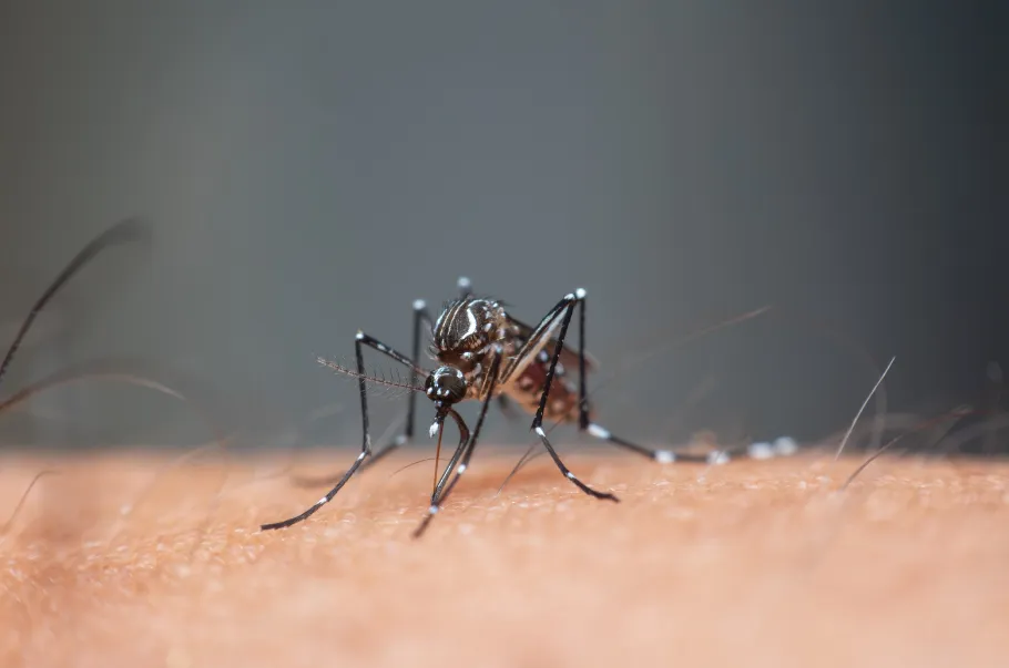 mosquito & fly control dubai