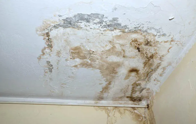 How to Clean Black Mold Safely and Effectively