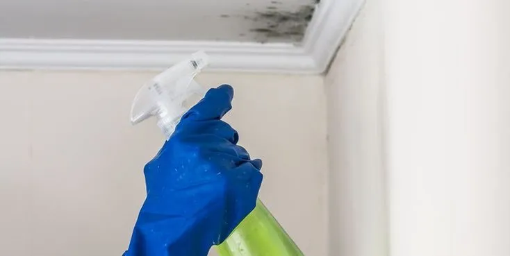 How to Clean Mold on Walls in Dubai: Expert Guide for Homeowners