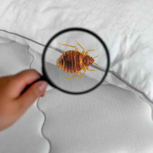 bed bugs control dubai