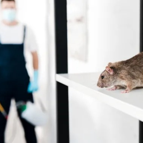 rodent control dubai