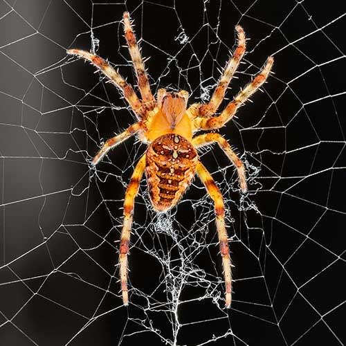 spider control dubai