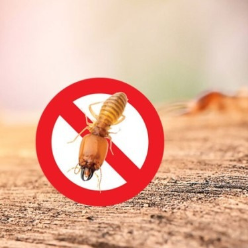 termites control dubai