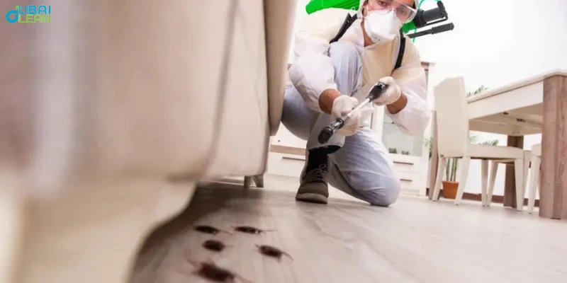 Eliminate Pests Fast with Expert Pest Control | Dubai Clean