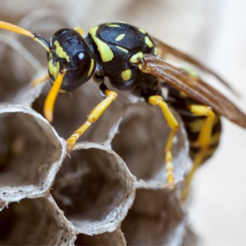 wasp & bee control dubai