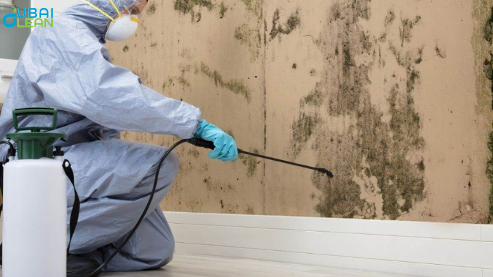 Remove Mold from Walls
