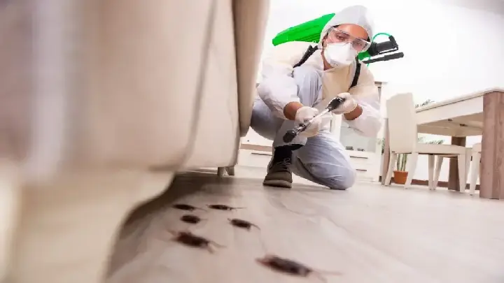 dcs cockroaches pest control dubai1