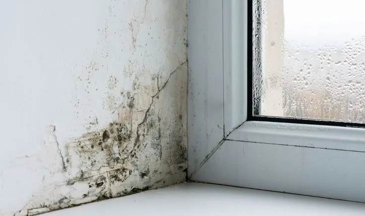 Damp Walls, moisture repair solution