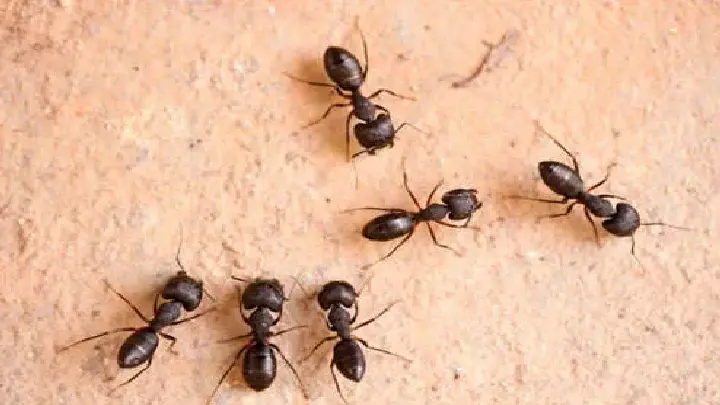 dcs ants control services dubai