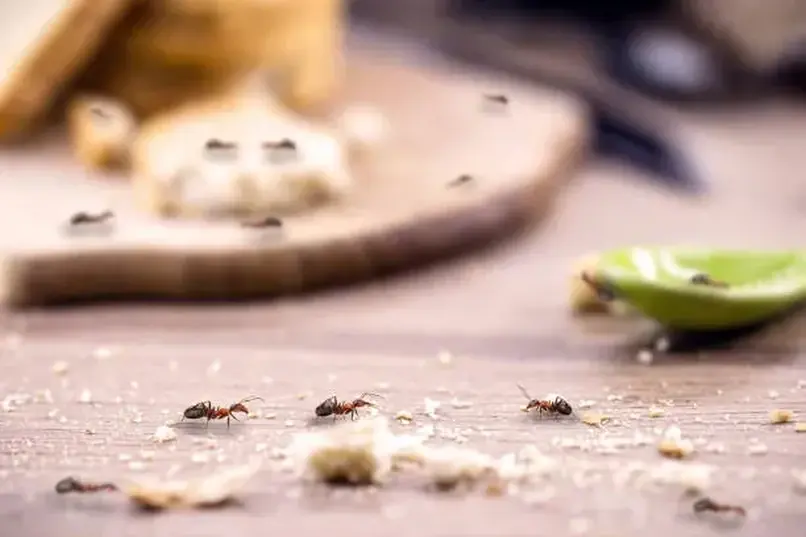 dcs ants control services in dubai2
