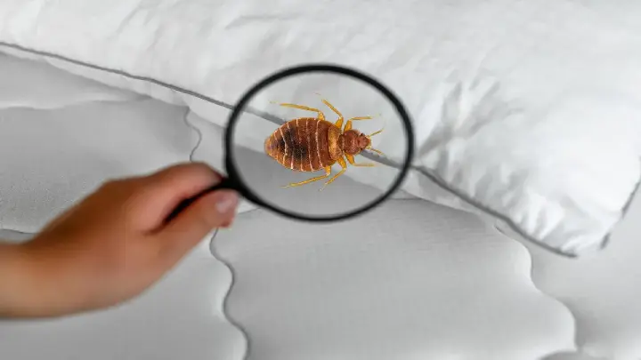 dcs bed bug pest control dubai1