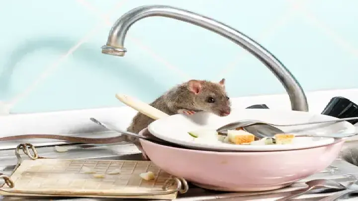 dcs rodent control dubai 1