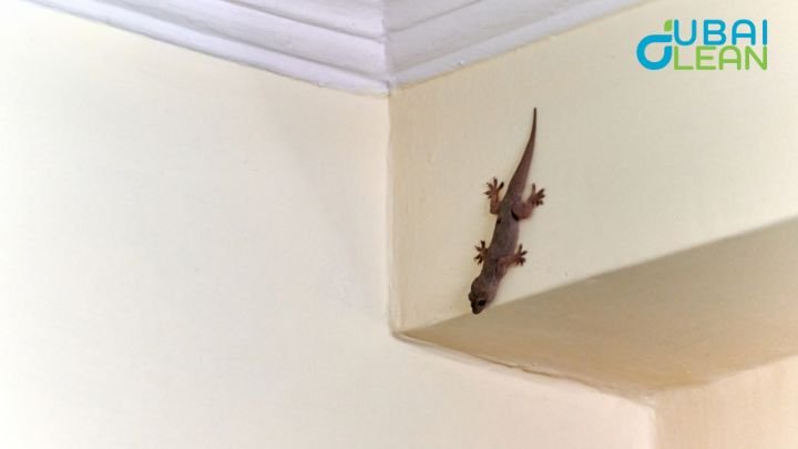 Lizard infestation Dubai