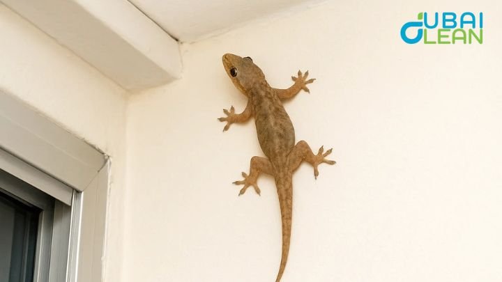 Lizard infestation dubai”