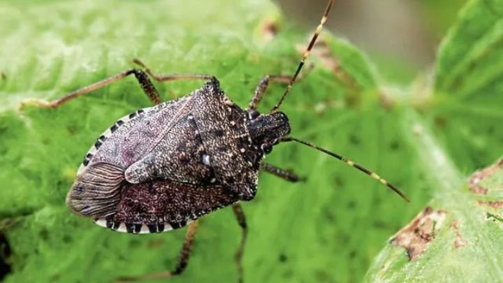 Stink Bugs Dubai, black bugs that stink
