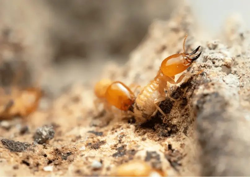 dcs termites control services dubai 2