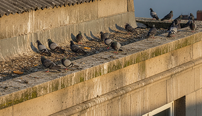 Bird Pest Control